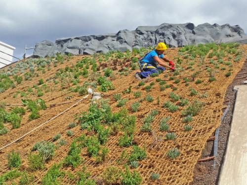 Roof gardener on a pitched green roof